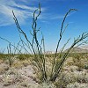 Ocotillo was present everywhere. Essa planta se chama Ocotilho.