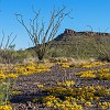 The first half of the trail was mostly uphill. A primeira parte da trilha foi na maioria subindo. : Big Bend Ranch State Park, Encino Loop, Llano Loop