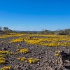 From the Encino campground, the trail is mostly downhill. Do acampamento Encino a trilha é quase toda ladeira abaixo. : Big Bend Ranch State Park, Encino Loop, Llano Loop