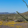 Flowers covered the trail. Flores cobriam a trilha. : Big Bend Ranch State Park, Encino Loop, Llano Loop
