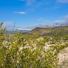 Because of late October rains, the park was blooming with lots of Creosote bushes. Devido às chuvas em outubro o parque estava coberto de flores amarelas nessa planta chamada Creosote. : Big Bend Ranch State Park