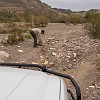 Sometimes the guide had to get out and clear the rocks so we could pass through. Às vezes o guia tinha que mover pedras para a camioneta passar. : Big Bend Ranch State Park
