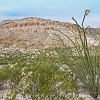 Creosote and Ocotillo.  Mais Creosote e Ocotilho (essa planta com galhos no lado direito). : Big Bend Ranch State Park