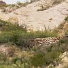 This wall was the side of the &#34;swimming pool&#34; used by the families. Essa parede era o lado da &#34;piscina&#34; usada pelas famílias. : Big Bend Ranch State Park