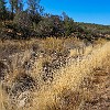 NatCnsv17 DSC00222 : Davis Mountains Preserve	Livermore Vista and Jones Tank trails	Nature Conservancy