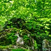 A canopy of maple trees. Uma cobertura com árvore de bordo.