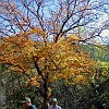 LostMaples07