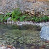 LostMaples14