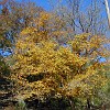 LostMaples18